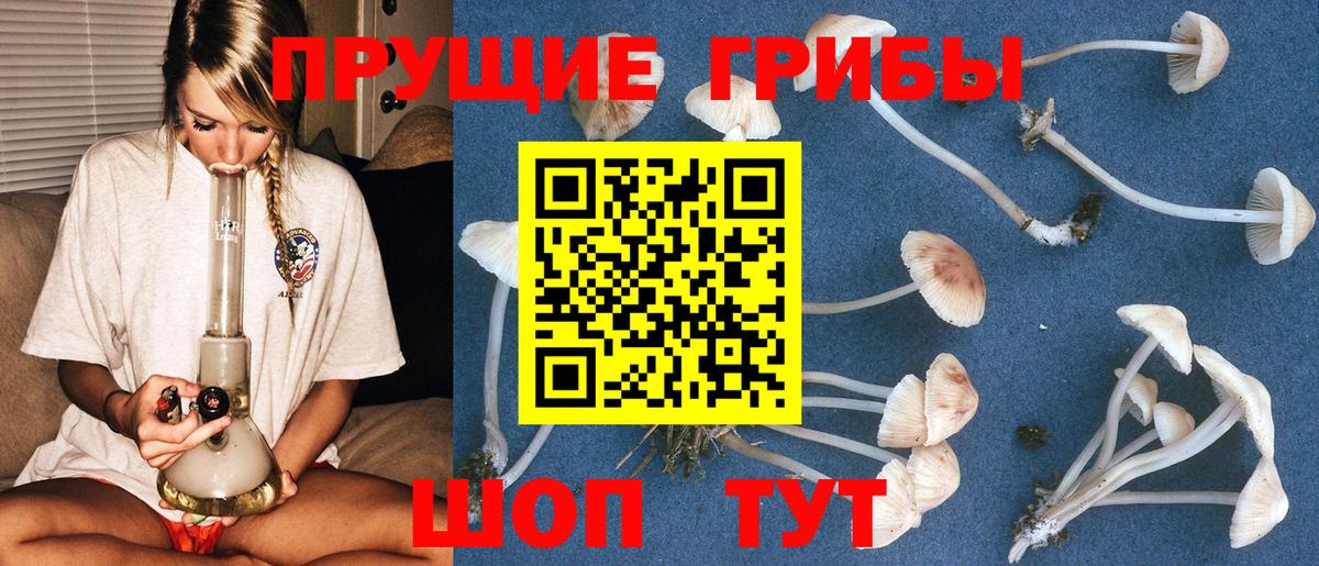 Галлюциногенные грибы Magic Shrooms  Вход с VPN  Кировск  закладка  Псилоцибиновые грибы GOLDEN TEACHER 